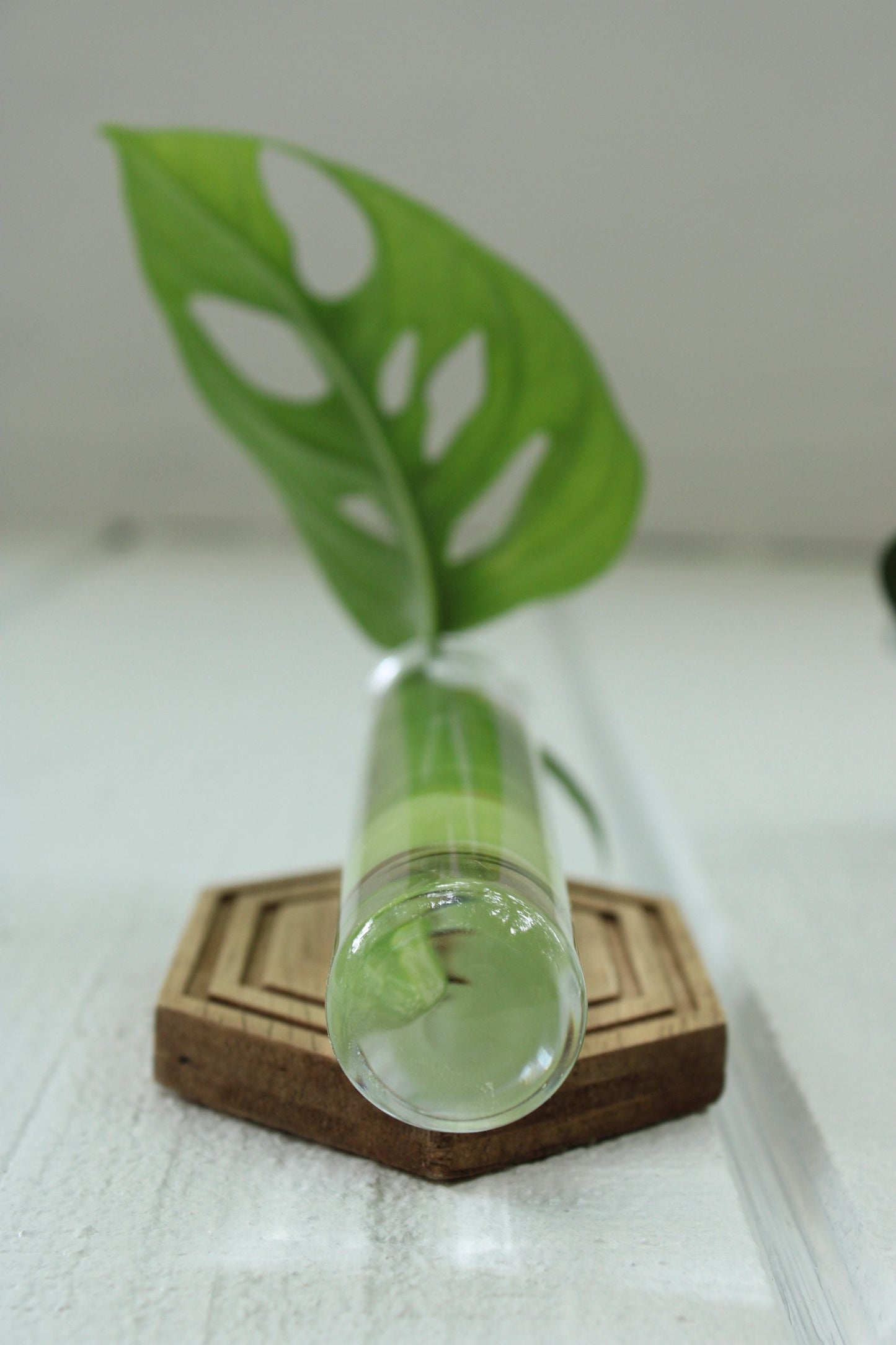 Magnetic Propagation Wall Hanging