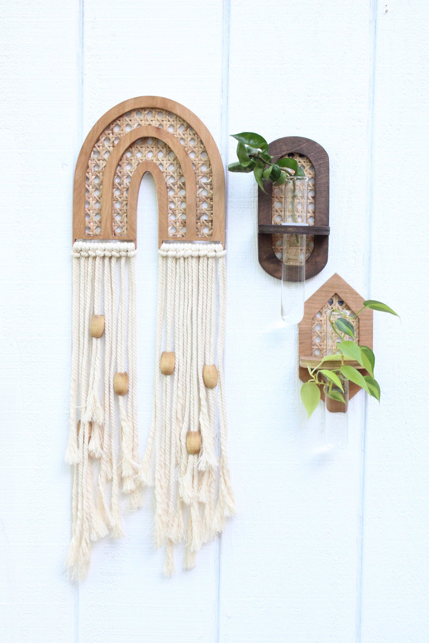 Rattan Propagation Wall Hanging