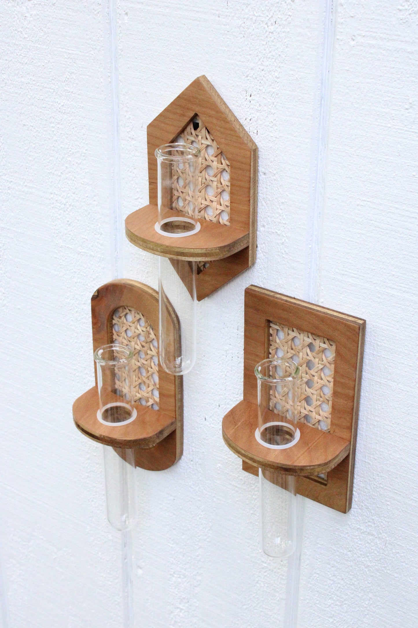 Rattan Propagation Wall Hanging