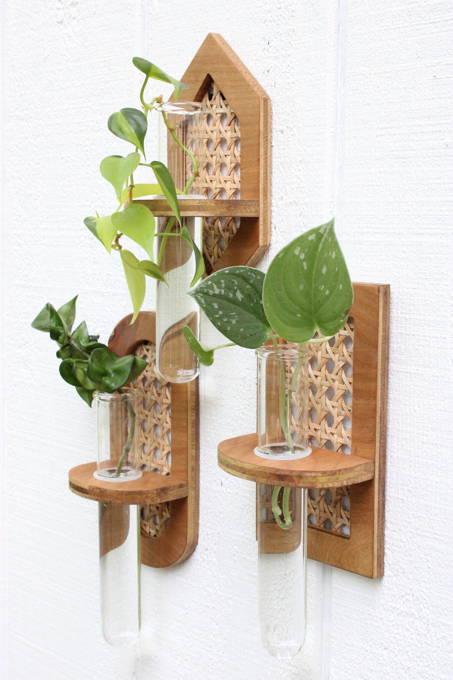 Rattan Propagation Wall Hanging