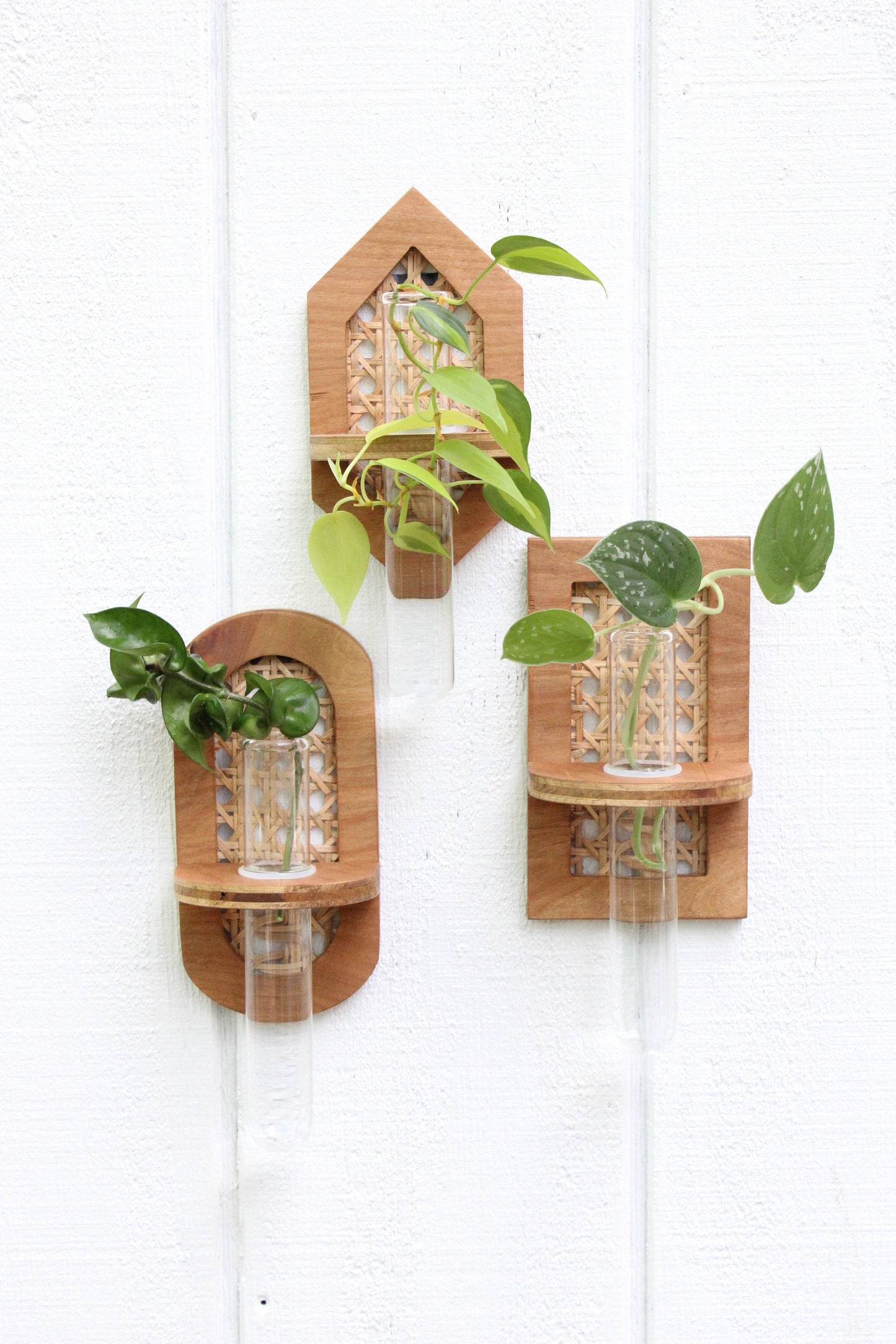 Rattan Propagation Wall Hanging