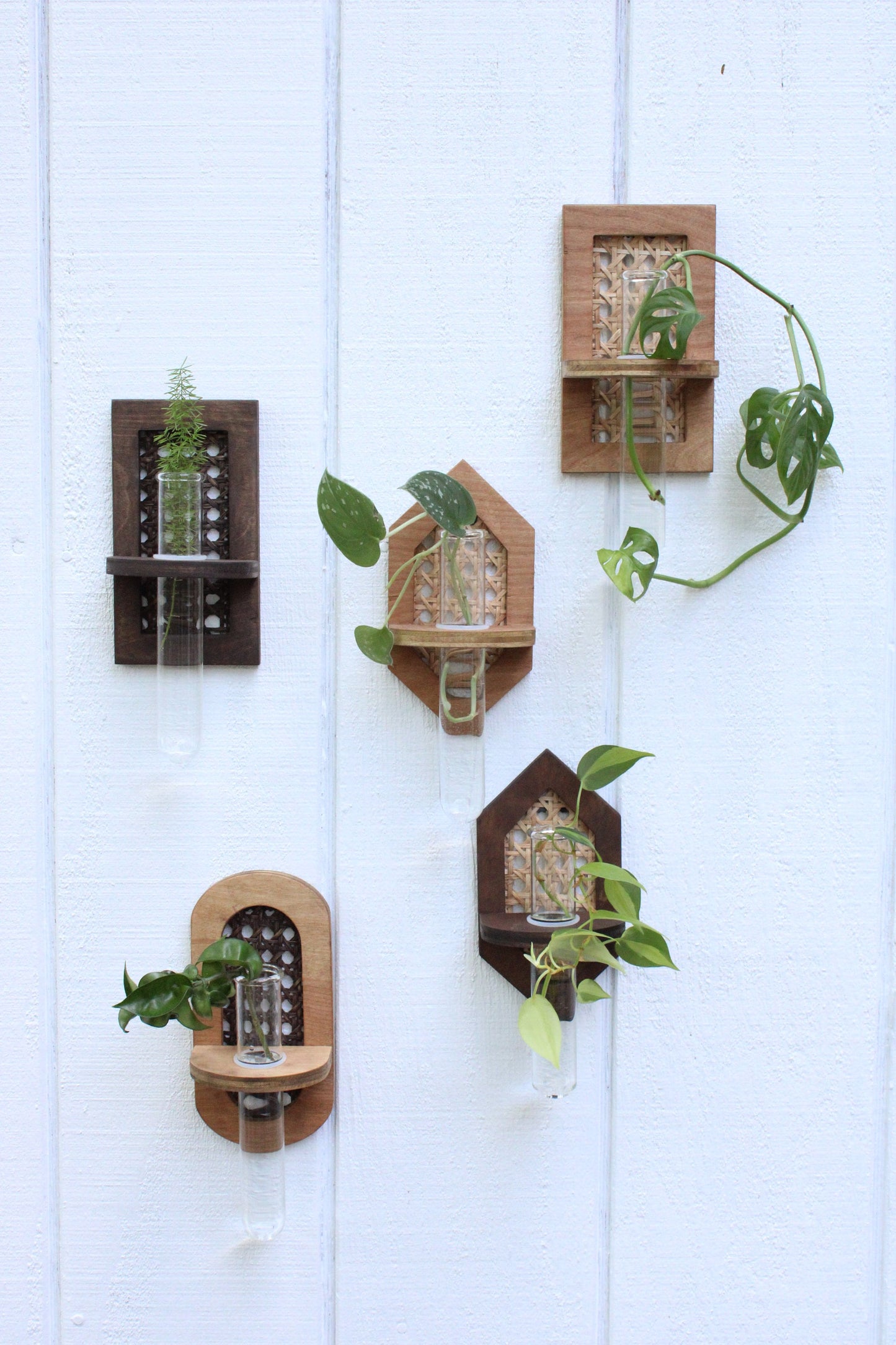 Rattan Propagation Wall Hanging