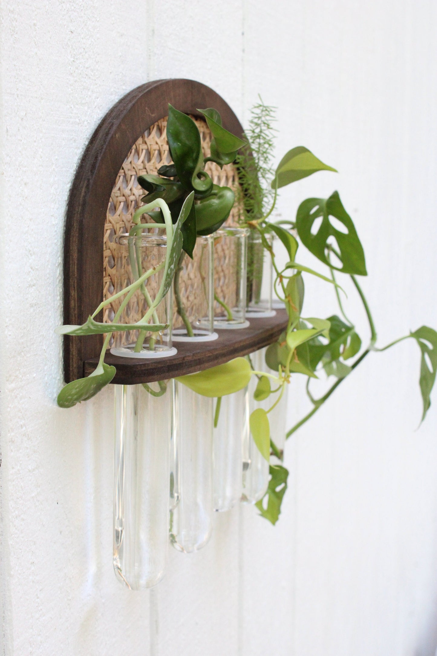 Rattan Propagation Wall Hanging