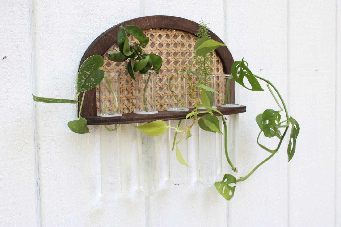 Rattan Propagation Wall Hanging