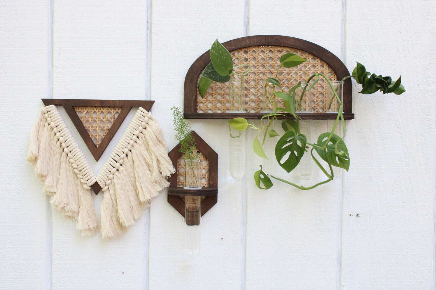 Rattan Propagation Wall Hanging