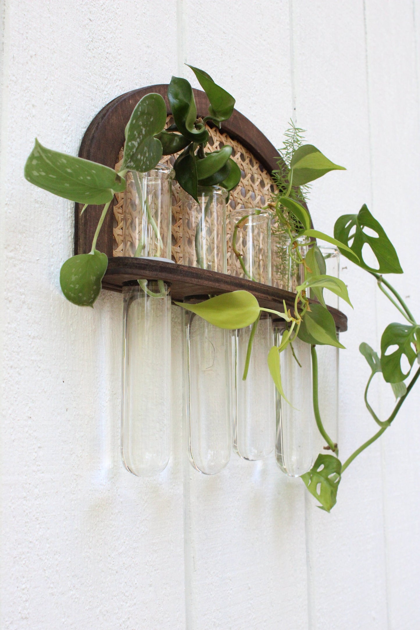 Rattan Propagation Wall Hanging