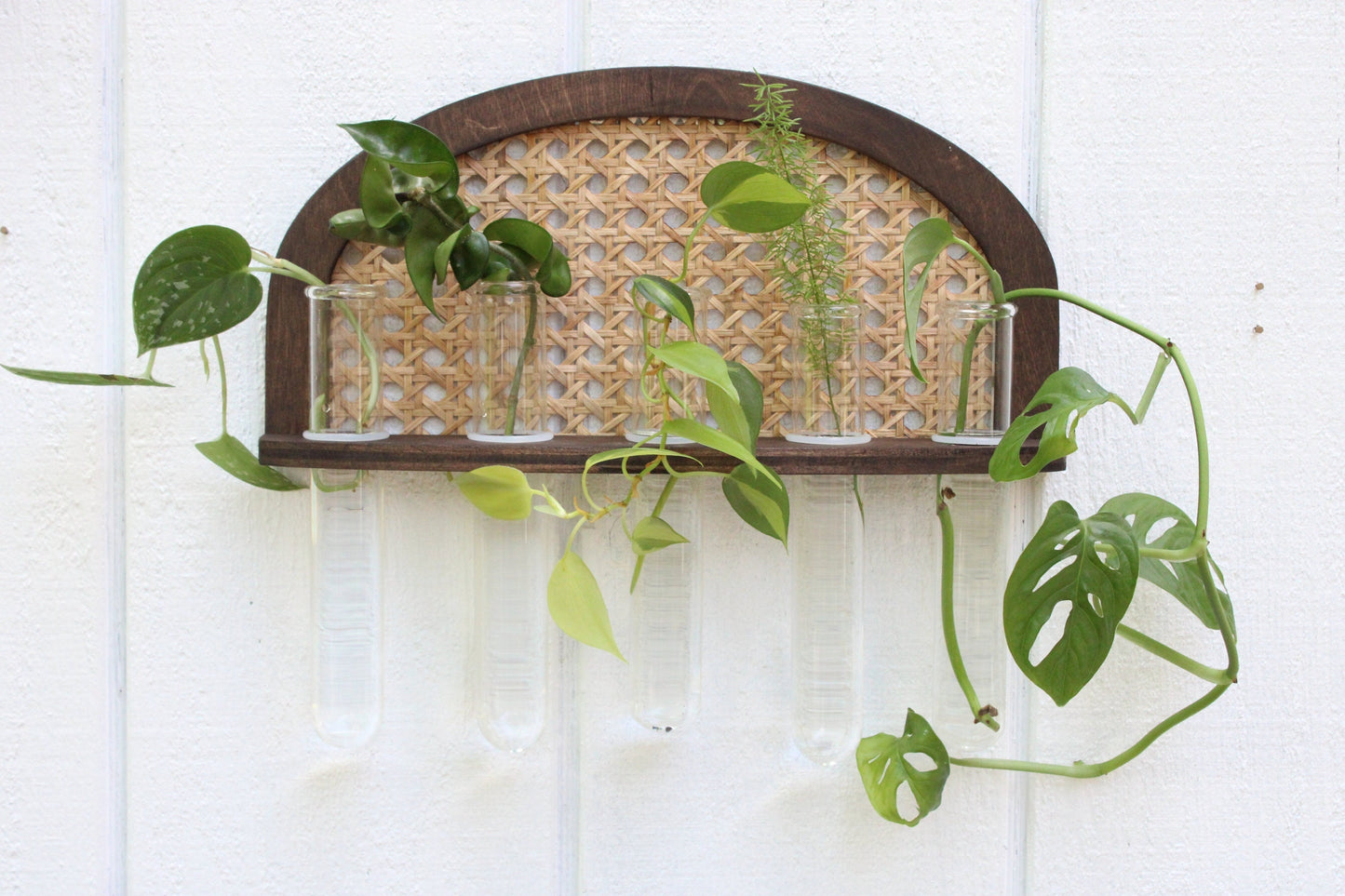 Rattan Propagation Wall Hanging