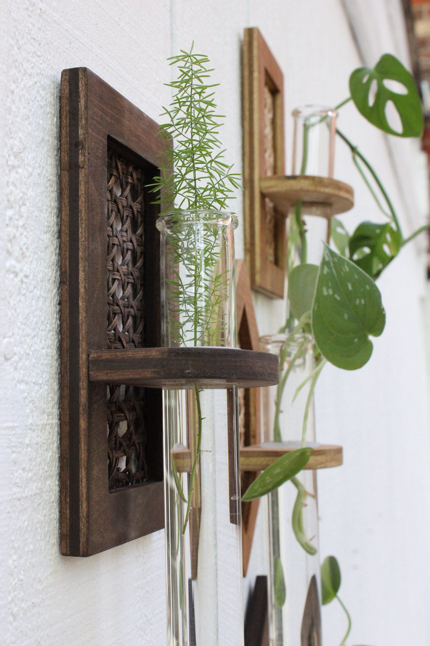 Rattan Propagation Wall Hanging