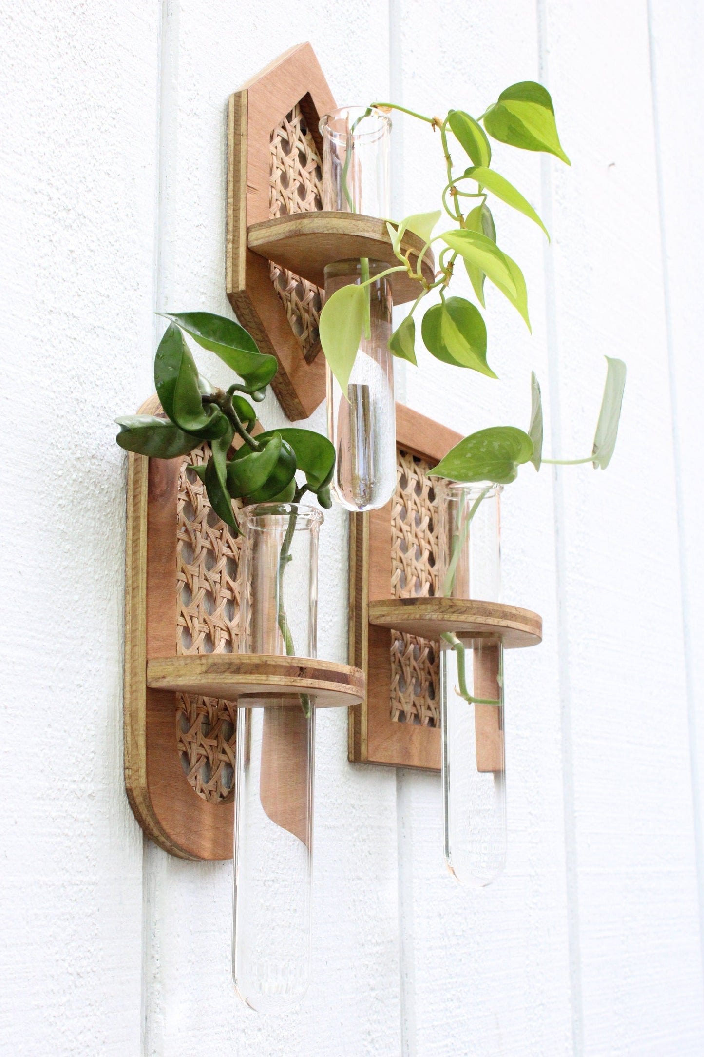 Rattan Propagation Wall Hanging